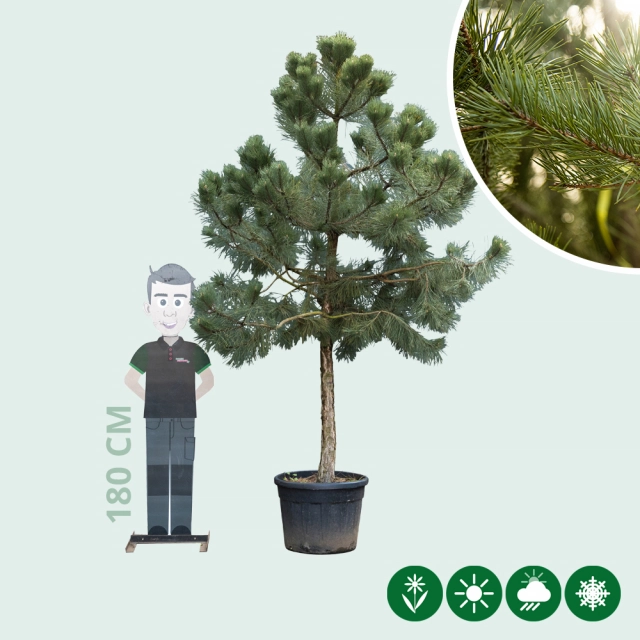 Waldkiefer
