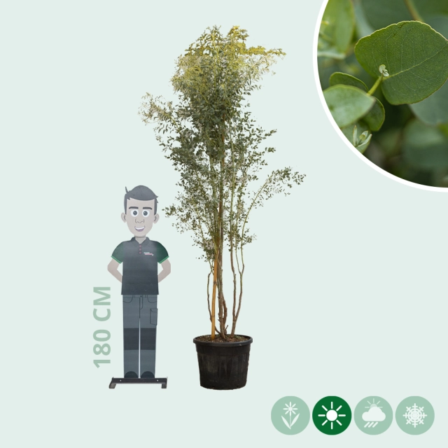 Eukalyptus 'Azura' mehrstämmig