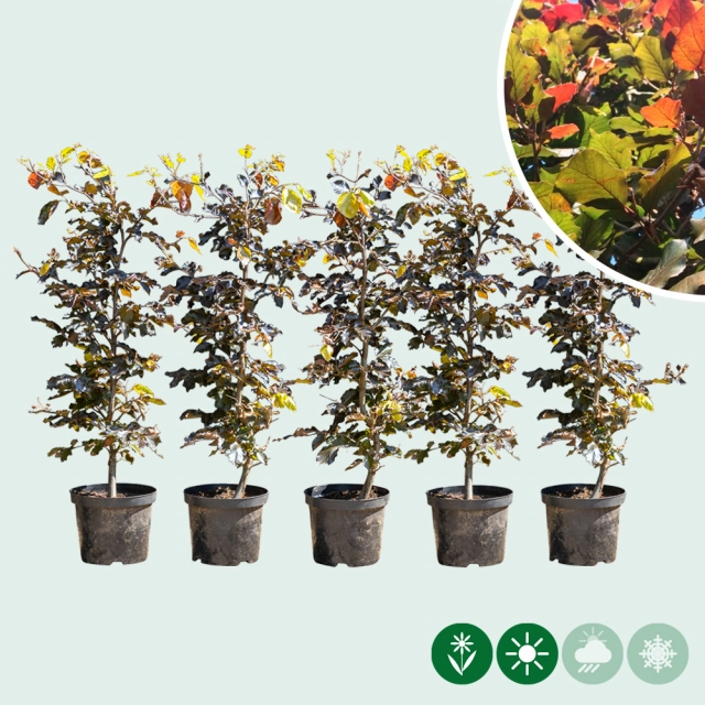 Blutbuchenhecke pro Meter einreihig