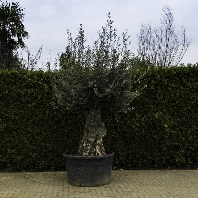 Olivenbaum 'Bonsai' #105