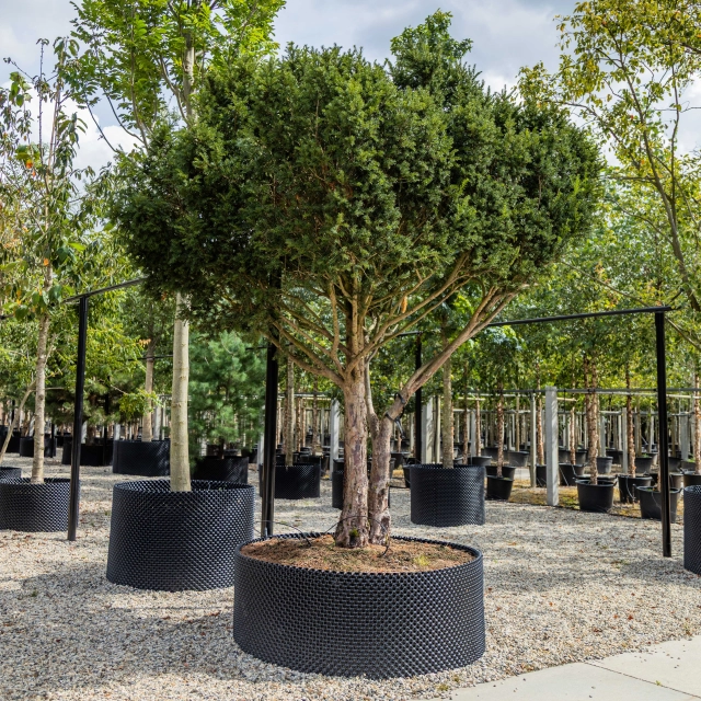 Taxus mehrstämmig #56