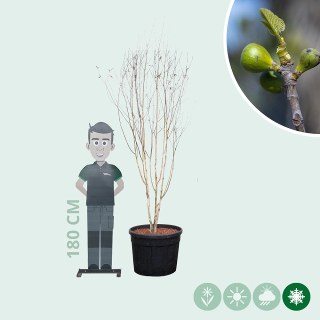 Himalaya-Birke mehrstämmig