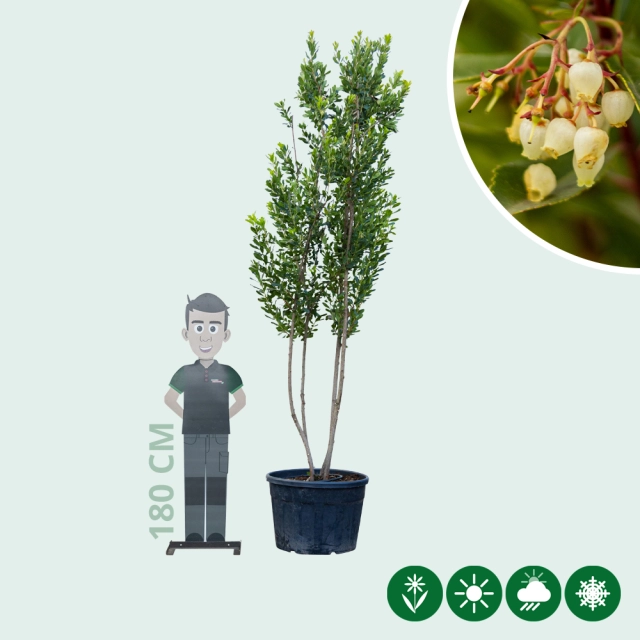 Erdbeerbaum mehrstämmig