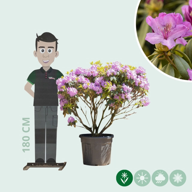 Rhododendron Catawbiense grandiflorum XXL