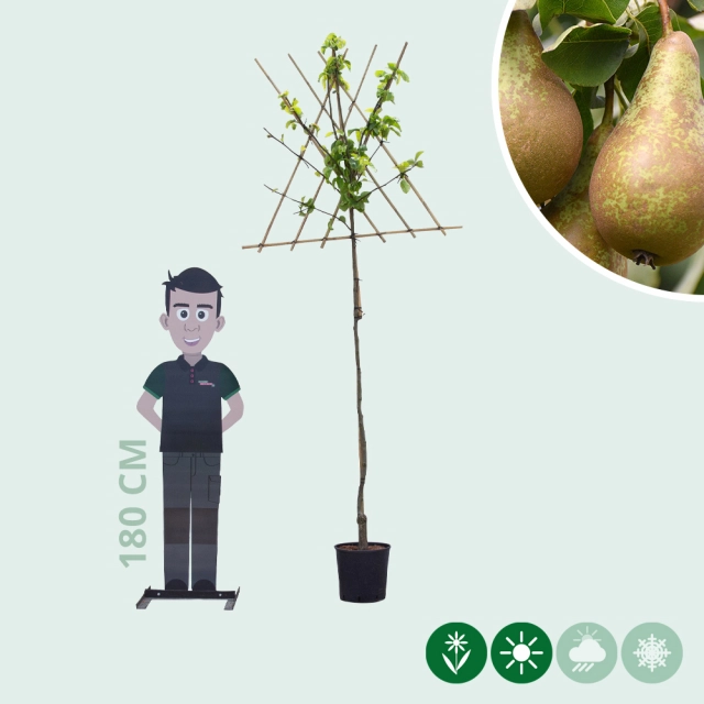 Pyrus C. Conference als Spalier