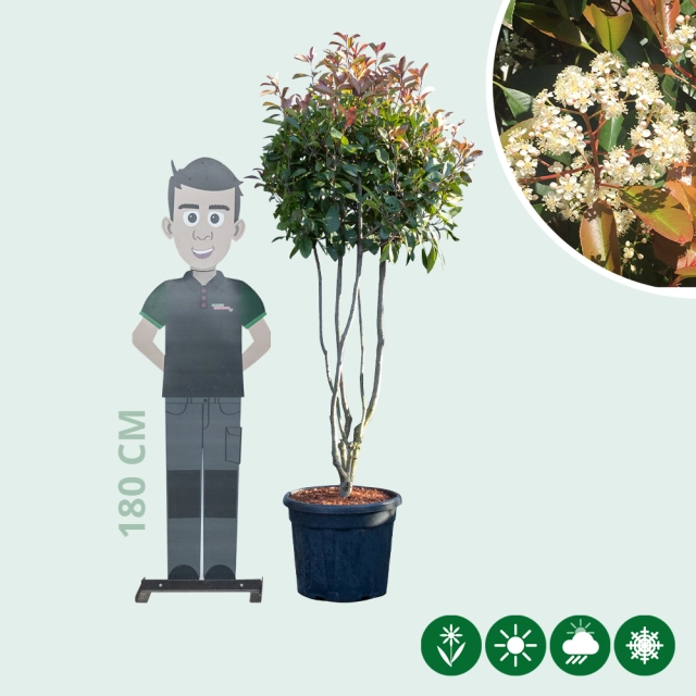 Glanzmispel-Kugel mehrstämmig