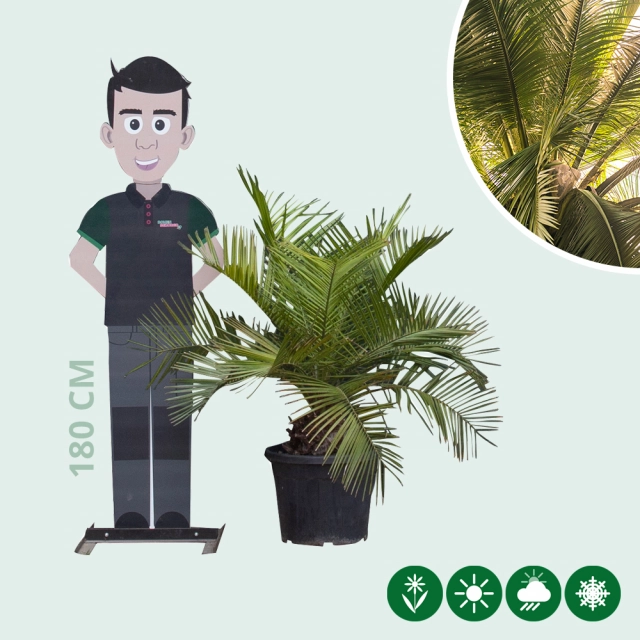 Chilenische Honigpalme