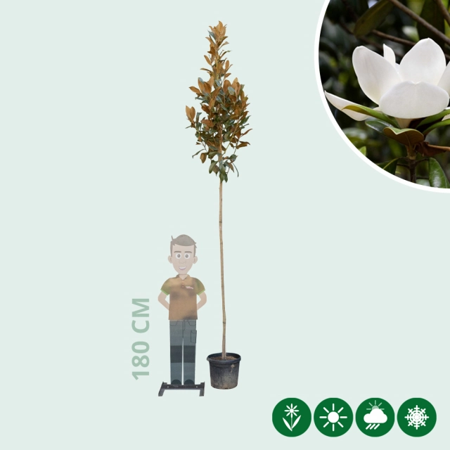 Magnolie grandiflora