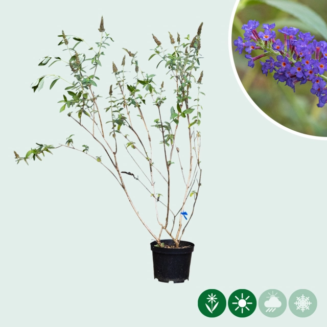 Schmetterlingsstrauch ´Empire Blue´