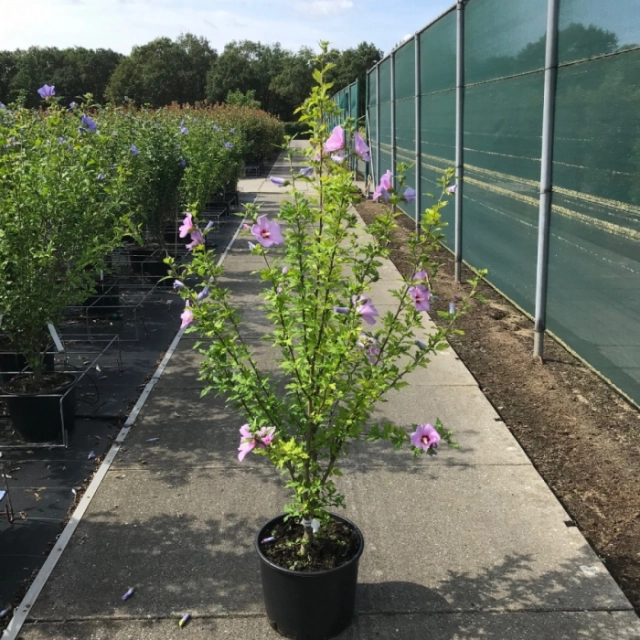 Hibiskus 'Woodbridge' Solitär