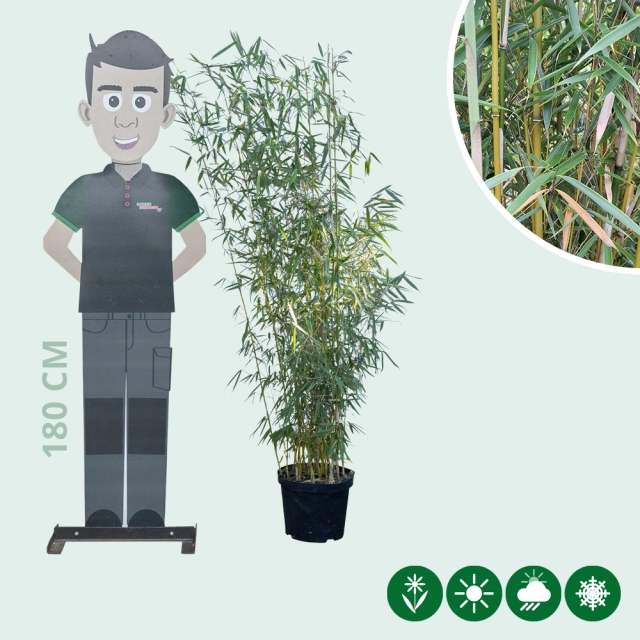 Bambus Fargesia robusta 'Campbell'