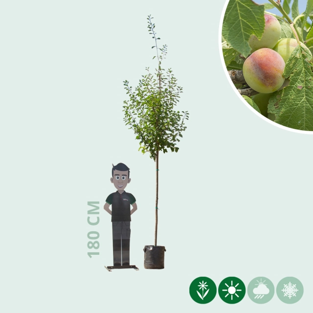 Großer Pflaumenbaum Opal