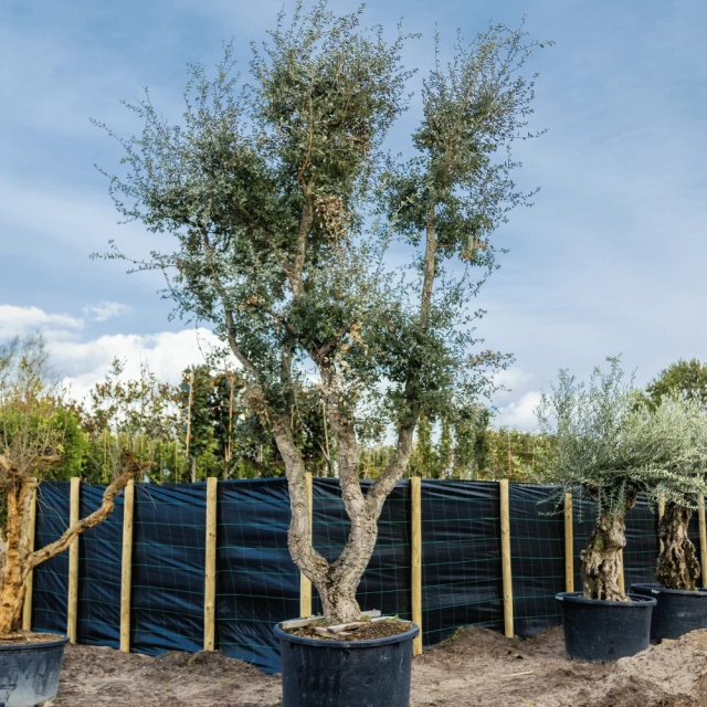 Korkeiche Solitär ausgewachsen #1