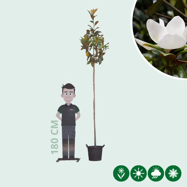 Magnolie grandiflora