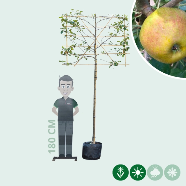 Malus d. 'Schone van Boskoop'/'Goudreinette' als Spalier
