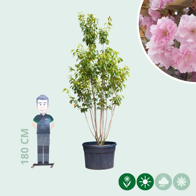 Japanische Zierkirsche 'Kanzan' mehrstämmig