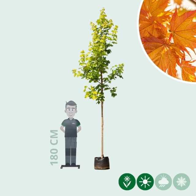 Acer platanoides Princeton Gold