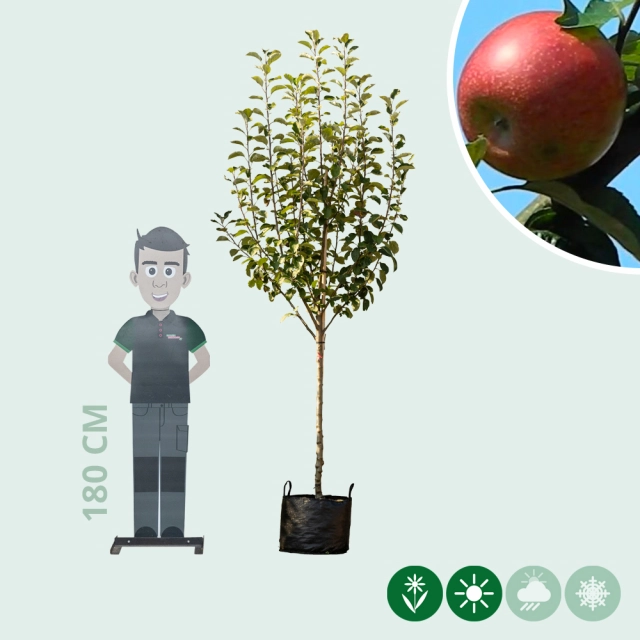 Malus d. 'Santana'
