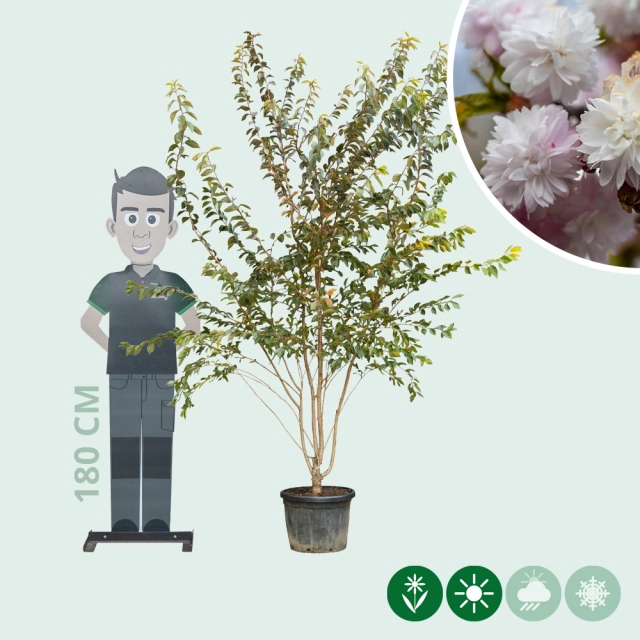 Japanische Zierkirsche 'Autumnalis Rosea' mehrstämmig