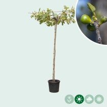 Feigenbaum als Dachbaum