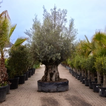Olivenbaum 'Bonsai' #171