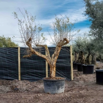 Granatapfelbaum ausgewachsen #2