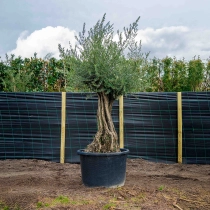 Olivenbaum 'Bonsai' 120–140 cm Stammumfang #2