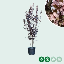 Blutpflaume Mehrstämmig