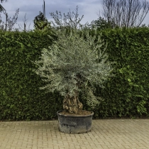 Olivenbaum 'Bonsai' #93