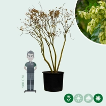 Blasenbaum mehrstämmig