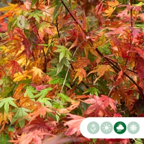 Gewöhnlicher Japanischer Fächerahorn Hochstamm
