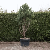 Waldkiefer Bonsai #77