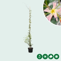 Rosa Sternjasmin 'Star of Sicily'