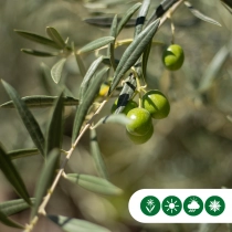 Olivenbaum Dekoschale