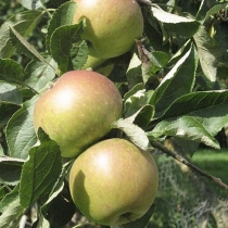 Malus d. 'James Grieve' als Spalier