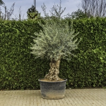 Olivenbaum 'Bonsai' #96