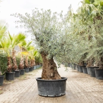 Olivenbaum 'Bonsai' #190