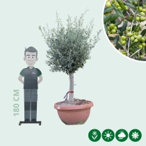 Olivenbaum Dekoschale