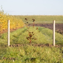 Blutbuchenhecke pro Stück