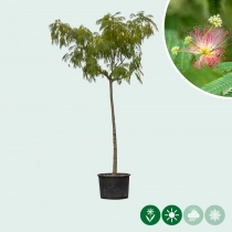Persischer Schlafbaum