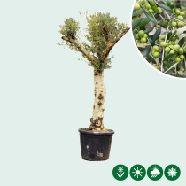 Olivenbaum ‘Hojiblanca’