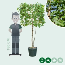 Amberbaum mehrstämmig als Spalier