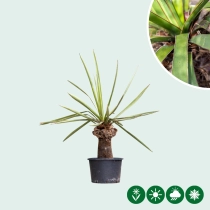 Palmlilie faxoniana