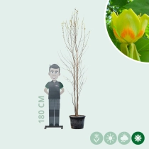 Tulpenbaum mehrstämmig