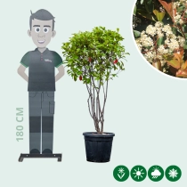 Glanzmispel mehrstämmig