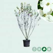Cornus China Girl mehrstämmig