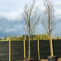 Dornenloser Lederhülsenbaum ‘Skyline’ #1