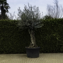 Olivenbaum 'Bonsai' #99