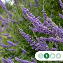 Mönchspfeffer mehrstämmig