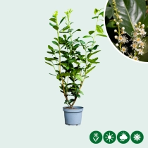 Kirschlorbeerhecke 'Novita'
